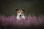 Jack Russell Terrier Portrait