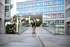 Jack Russell Terrier