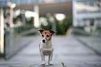 Jack Russell Terrier