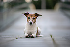 lying Jack Russell Terrier