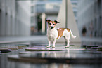 Jack Russell Terrier