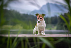 sitting Jack Russell Terrier