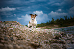 sitting Jack Russell Terrier