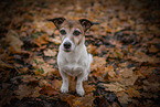 sitting Jack Russell Terrier