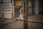 Jack Russell Terrier