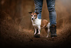 Jack Russell Terrier