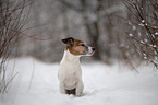 sitting Jack Russell Terrier