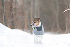 Jack Russell Terrier