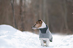 sitting Jack Russell Terrier