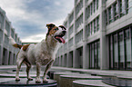 Jack Russell Terrier