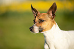 Jack Russell Terrier Portrait
