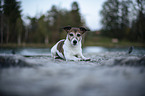 lying Jack Russell Terrier