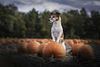 Jack Russell Terrier
