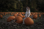 Jack Russell Terrier
