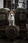 Jack Russell Terrier