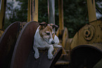 lying Jack Russell Terrier