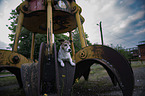lying Jack Russell Terrier