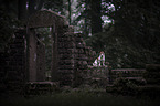 sitting Jack Russell Terrier