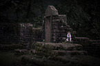 sitting Jack Russell Terrier