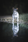 prick-eared Jack Russell Terrier