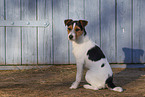 wirehaired Jack Russell Terrier