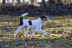 wirehaired Jack Russell Terrier
