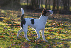wirehaired Jack Russell Terrier