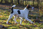 wirehaired Jack Russell Terrier