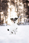 tricolor Jack Russell Terrier