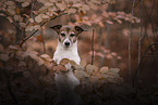 female Jack Russell Terrier