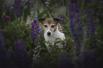 female Jack Russell Terrier