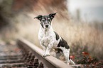 Jack Russell Terrier