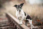 Jack Russell Terrier