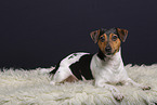 Jack Russell Terrier in studio
