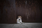 female Jack Russell Terrier