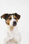 Jack Russell Terrier