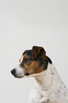 Jack Russell Terrier