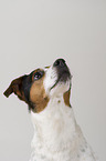 Jack Russell Terrier