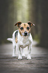 female Jack Russell Terrier