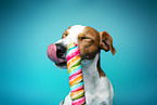 Jack Russell Terrier in Studio