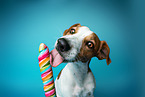 Jack Russell Terrier in Studio