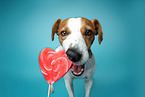 Jack Russell Terrier in Studio