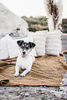 lying Jack Russell Terrier