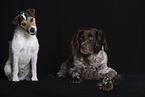 2 dogs