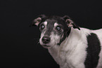 old Jack Russell Terrier