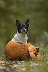 old Jack Russell Terrier