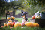 adult Jack Russell Terrier