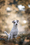 adult Jack Russell Terrier
