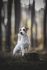 adult Jack Russell Terrier