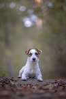 adult Jack Russell Terrier